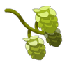 Houblon