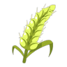 Orge