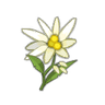 Edelweiss