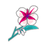 Orchidée Freyesque