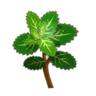 Menthe Sauvage