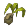 Mandragore